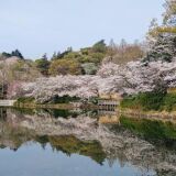 三池公园的樱花
