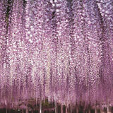 Flower Park