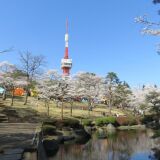 Cherry blossoms at Hachimanyama Park