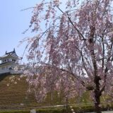 Cherry blossoms at Utsunomiya Castle Park
