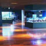 瑪淋匹亞日本海水族館