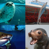品川水族館